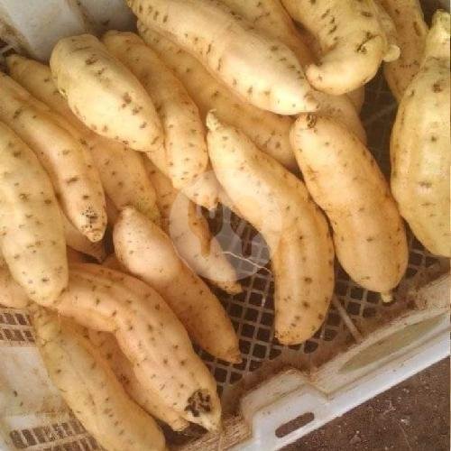 Ubi Madu Asli Cilembu Non Oven 1/2 Kg menu Ubi Madu Cilembu ,jl Sulfat 38, Purwantoro, Blimbing, Kota Malang