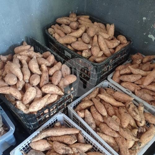 5 Kg Ubi Cilembu Mentah menu Ubi Oven Madu Cilembu Mas Aji, Ngringo