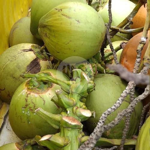 Kelapa Muda Murni + Yakult + Sirup (cup jumbo) menu Kelapa Muda Murni, Pogung Lor