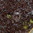 Martabak Favorit Babel: Surga Martabak di Cirebon yang Wajib Dicoba