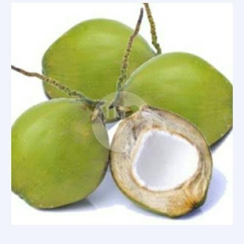 5 Kelapa Muda Isi Sedang D Papras Atas Bawah menu AGEN KELAPA MUDA DUA CIKAL