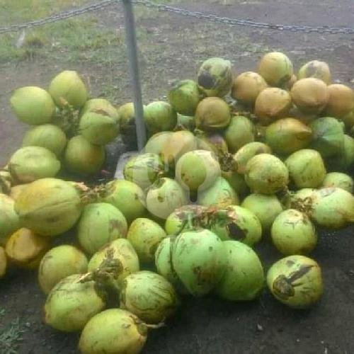 Kelapa Muda Ori Dibungkus Plastik menu Gorengan Dadakan CKL, Jln Siliwangi Cikalang
