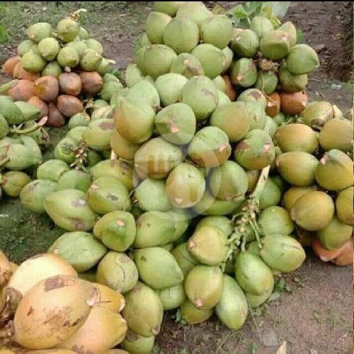 5 Kelapa Muda Isi Tipis D Bungkus menu AGEN KELAPA MUDA DUA CIKAL