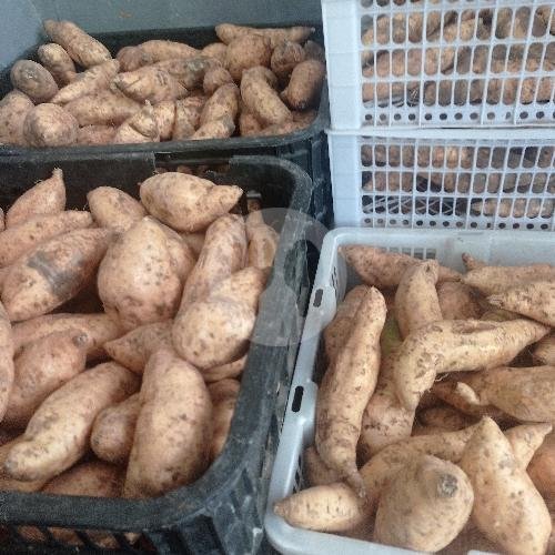 Ubi Oven Madu Cilembu Mas Aji: Surga Kuliner Ubi Madu di Ngringo Karanganyar