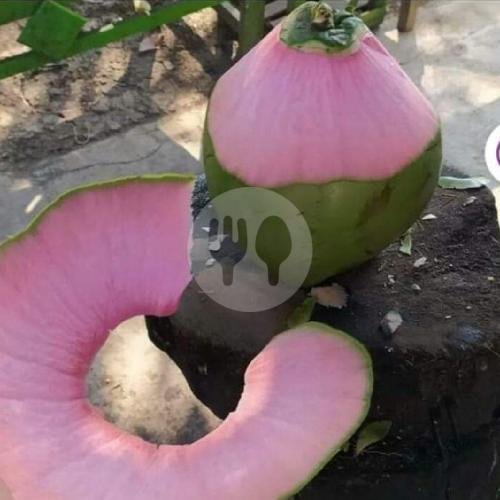 Kelapa Muda Sedang menu Kelapa Muda Sawargi, Cileunyi kulon