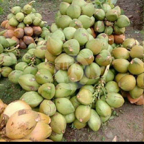 Kelapa Muda Isi Tipis D Papras Atas Bawah 1 menu AGEN KELAPA MUDA DUA CIKAL