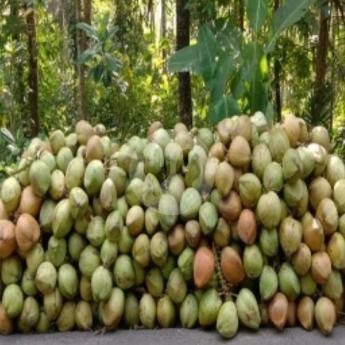 Es Kelapa Susu Di Cup 670 ml ( 22 Oz ) BELI 4 GRATIS 1 es Kelapa menu Es Kelapa Muda Al-Ikhlas, Tebet