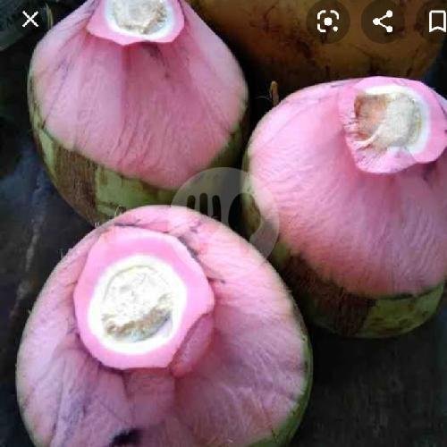 Kelapa Ijo ( Beli 5 Gratis 1 Es Kelapa ) menu Es Kelapa Muda Al-Ikhlas, Tebet