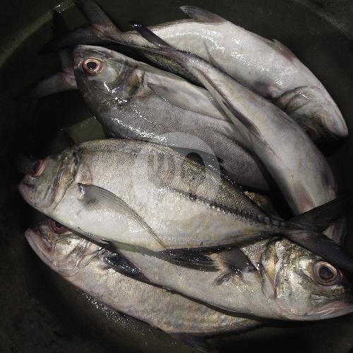 Review Ikan Bakar Klojen Sari Laut: Surga Seafood Terjangkau di Malang