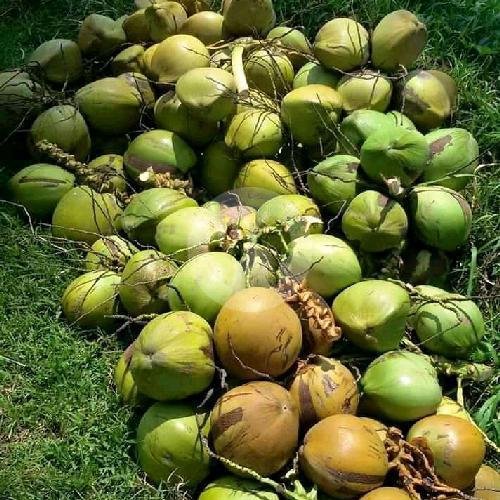 Kelapa Muda Murni + Sirup + Jeruk Nipis (cup jumbo) menu Kelapa Muda Murni, Pogung Lor