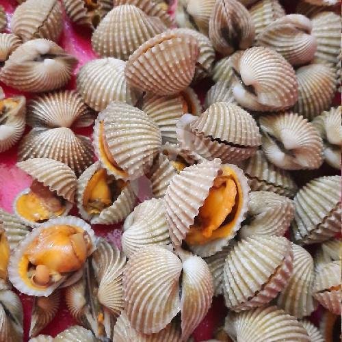 Kerang Serimping menu Kerang Dhe Tun, Muktiharjo