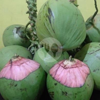 Marva Spesialis Degan: Tempat Makan Unik dan Segar di Yogyakarta