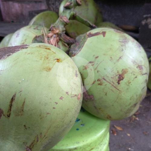 Kelapa Muda Wulung (1 Glondong) menu Es Kelapa Muda Mbak Win, Abdul Rahman Saleh